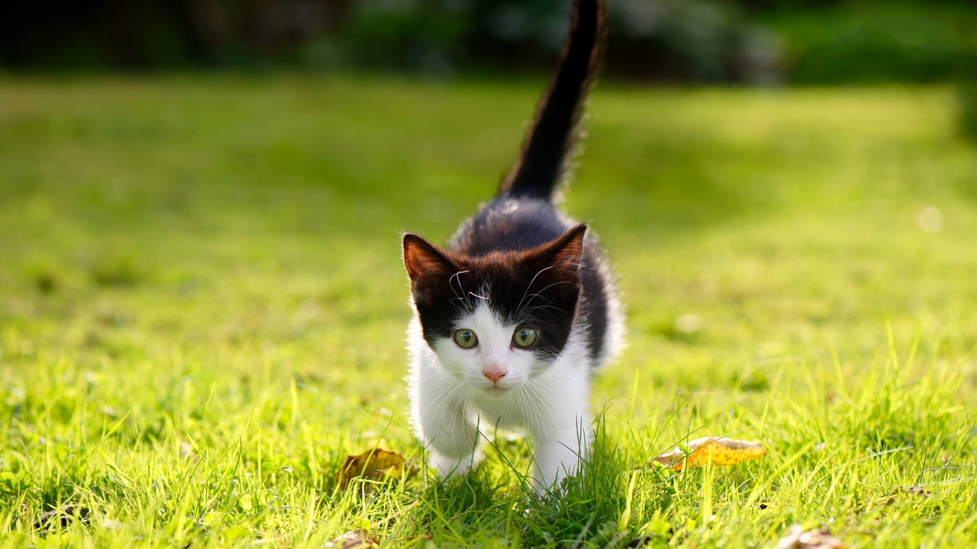 _男子单打四强出炉,激战即将上演_,单打4强