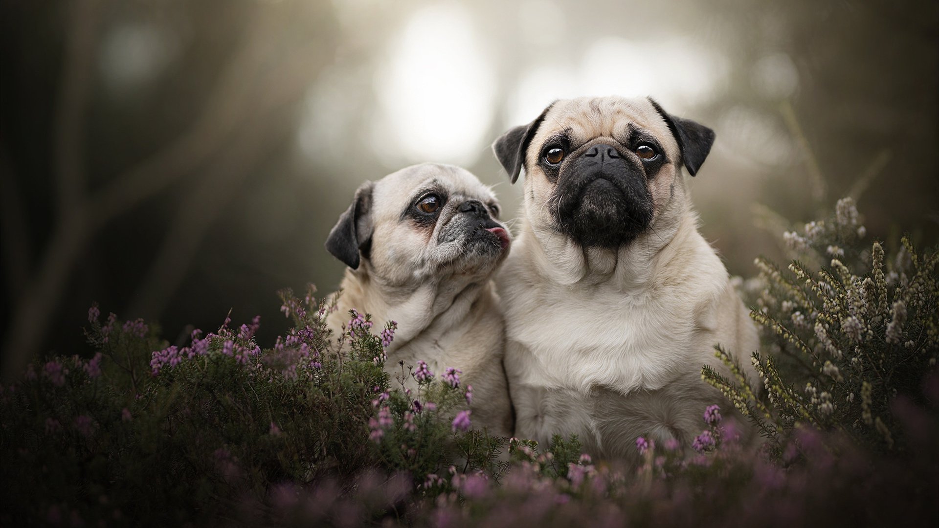 JIU YOU GAME-争夺欧冠席位：积分榜上的激烈追逐，欧冠夺冠球队排名