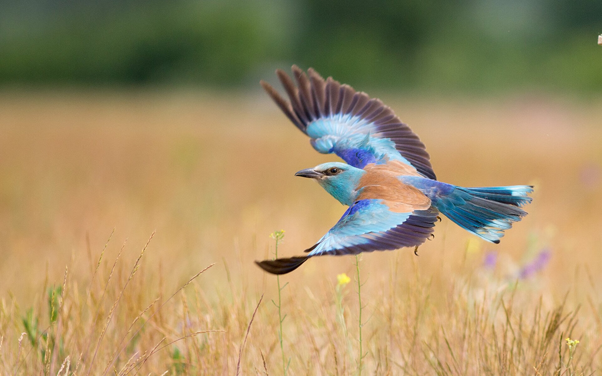 九游-争夺欧战席位：积分榜追逐战逐渐进入白热化阶段，欧战抽签