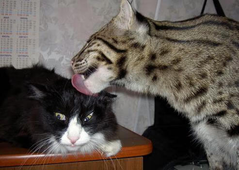 JiuyouAPP下载-史上最年轻的“欧冠MVP”是谁？未来之星的榜单！，欧冠最年轻出场