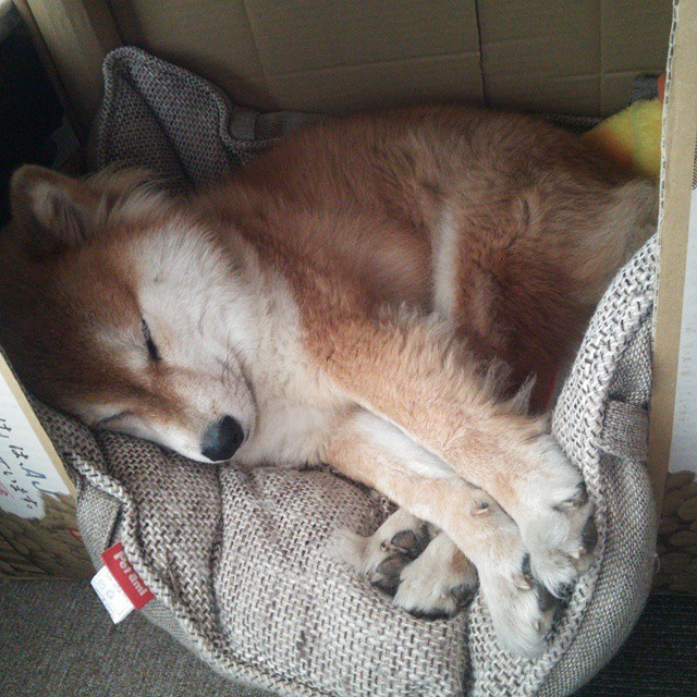 九游官网下载电脑版-太阳迎来连胜！，太阳将来