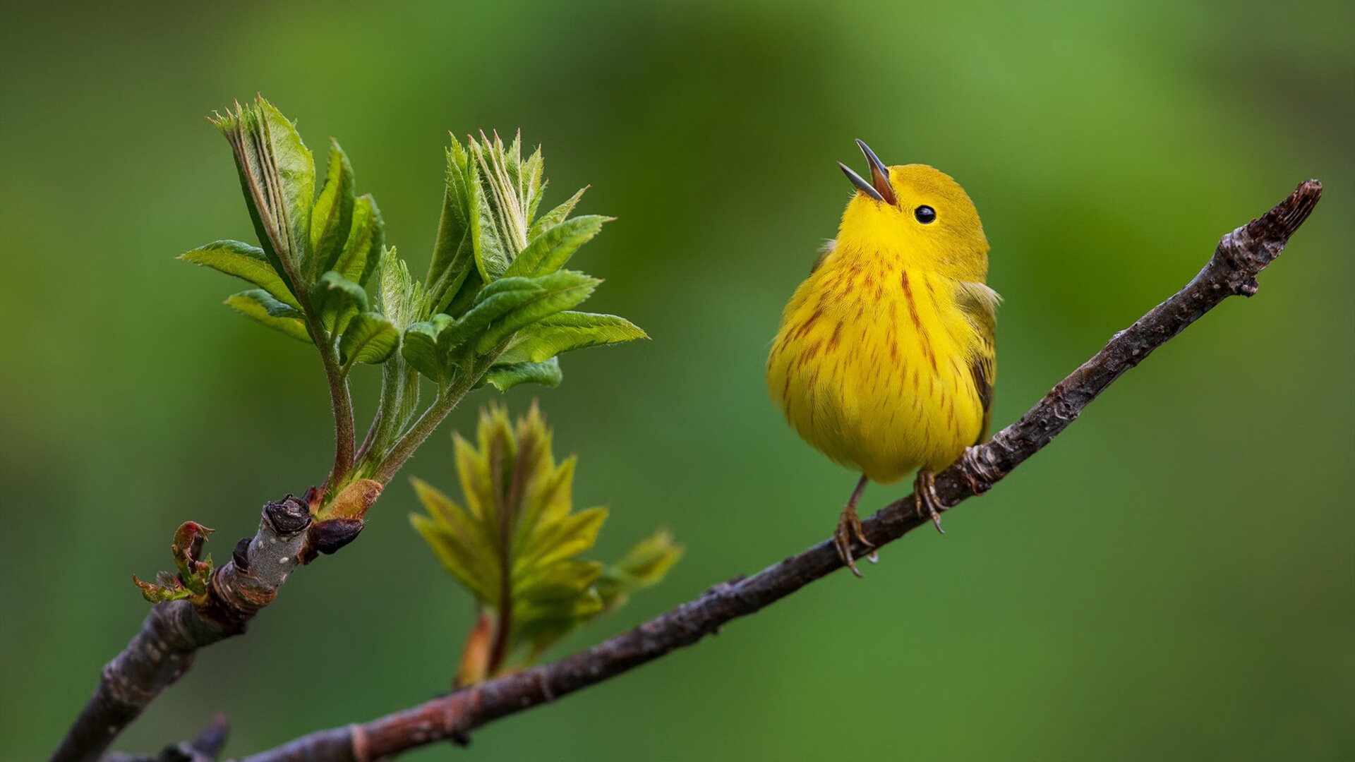太阳队新主场计划公布，打造“球迷科技体验馆”，太阳队的球馆