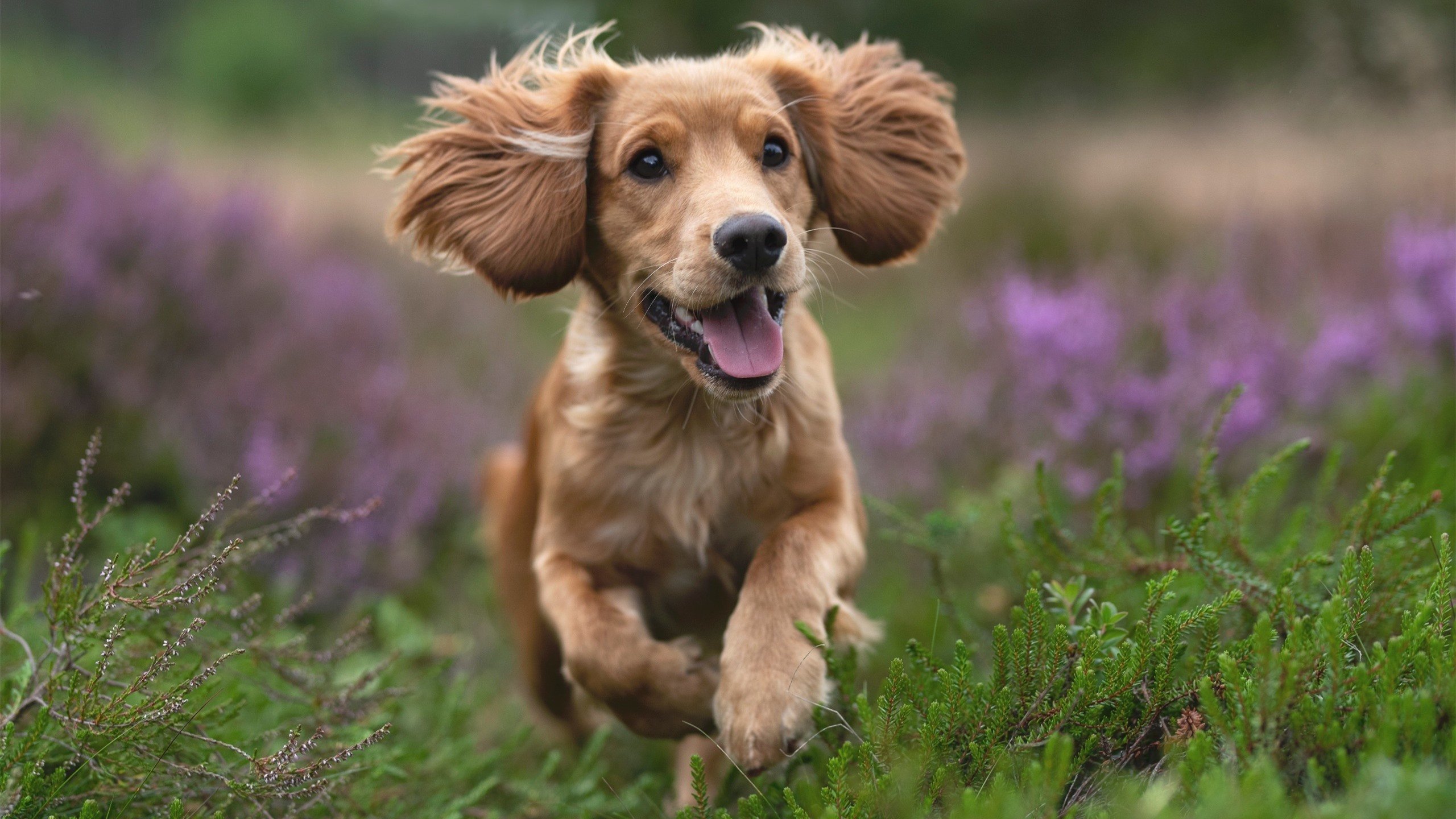 勇士队核心伤愈复出,提振球队士气,勇士核心球员