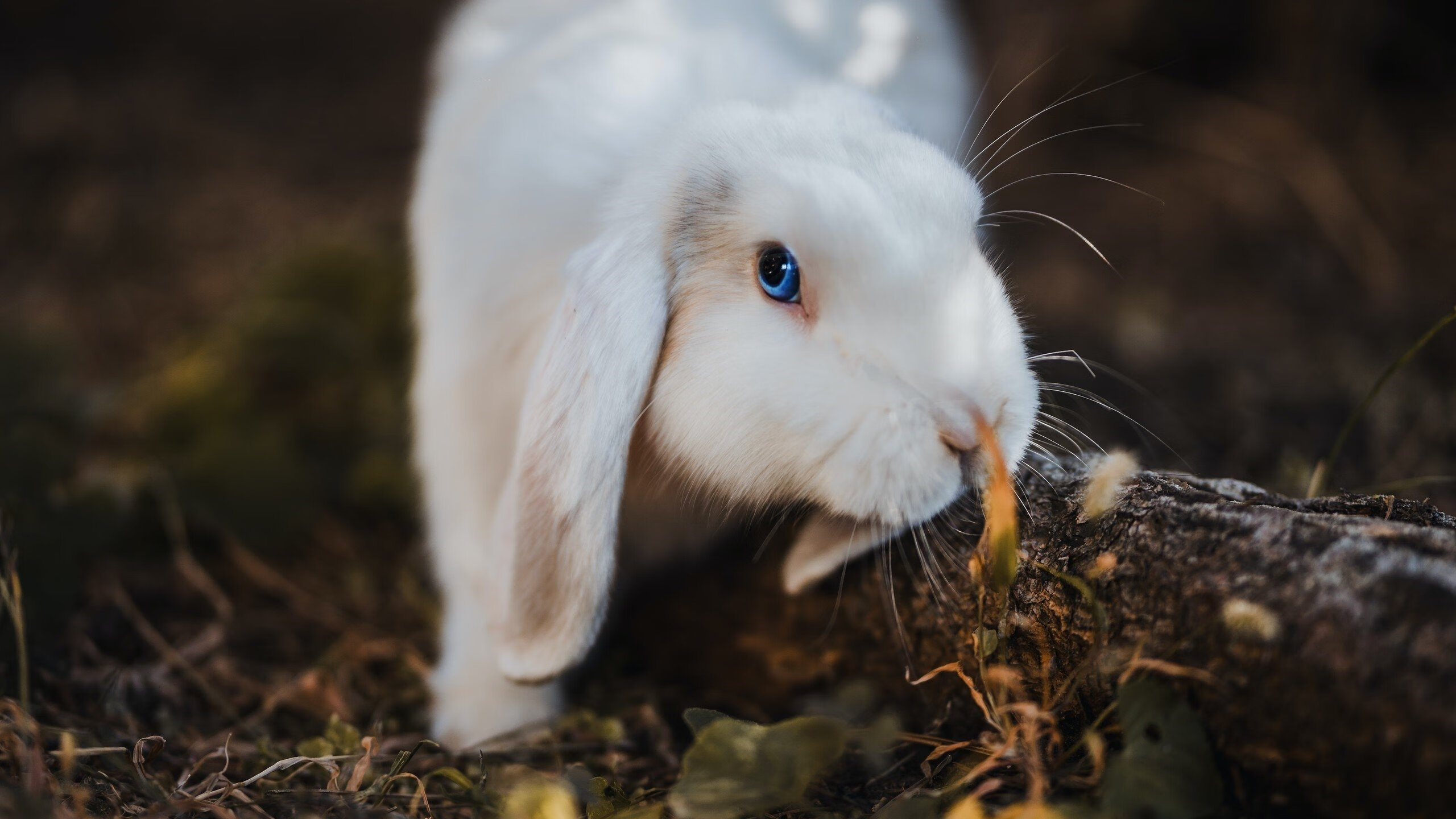 九游下载安装-多特蒙德客场惨负，小组形势堪忧，多特蒙德主场视频