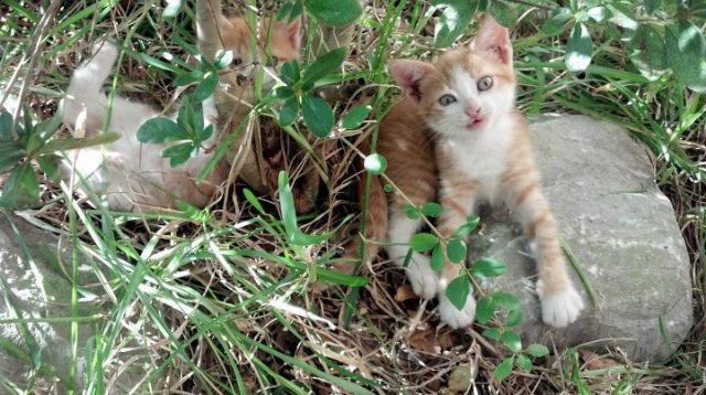 九游APP官网-多特蒙德对阵利物浦，强强对话局面扑朔迷离！，多特蒙德vs里斯本竞技首发