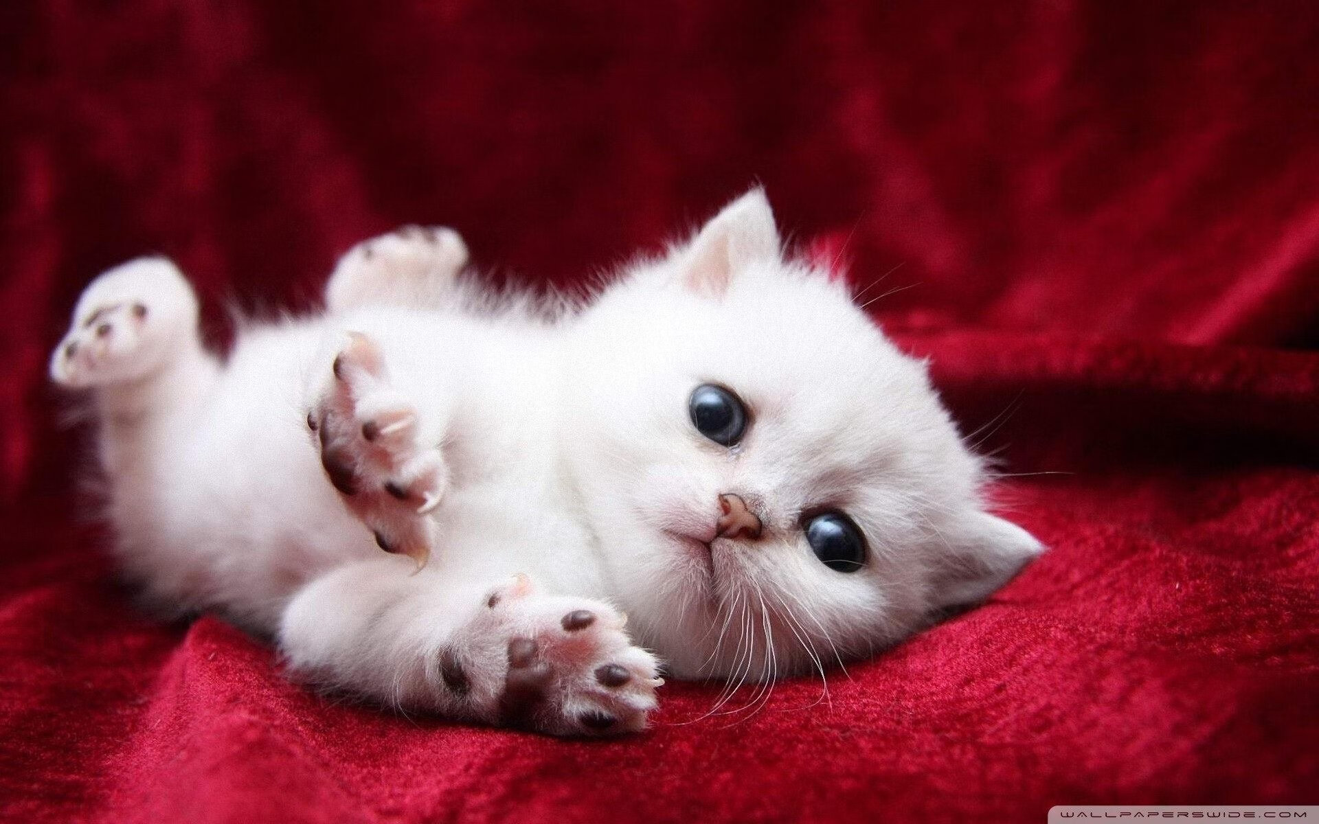 九游网页版入口-尼斯队球员拉席尔库前往中国参加比赛，拉尔斯尼尔森