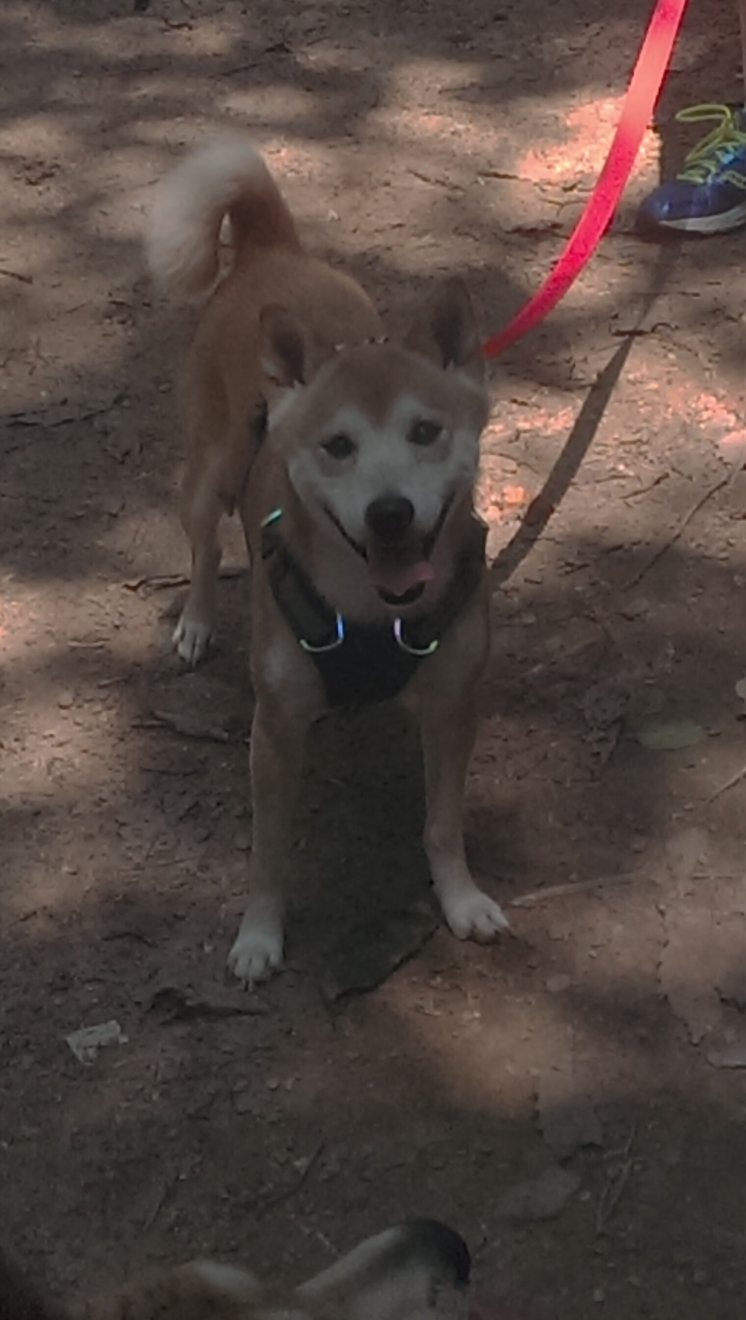 九游登录入口-活塞再次爆冷逆袭成功，活塞maker