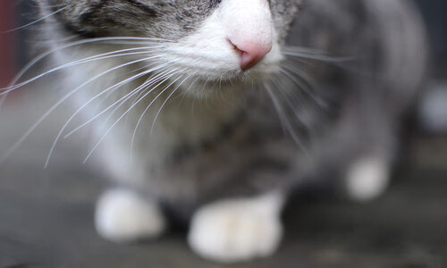 球队内部外援交流密切,战斗力迅速提升,足球比赛外援