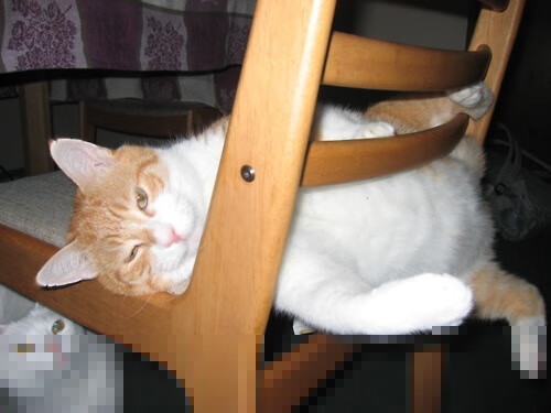 印度乒乓赛制全解：从技术到战术的多方位推进，印度乒乓球名将