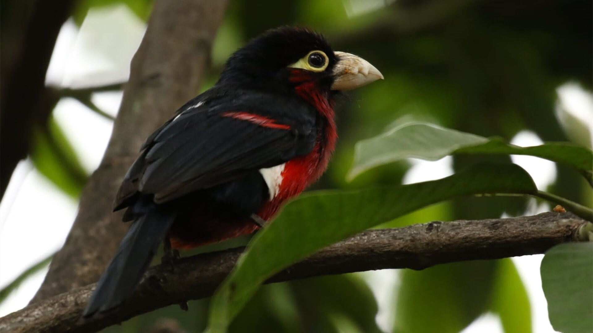 自由泳换气次数与成绩呈微弱负相关，自由泳换气越换越少