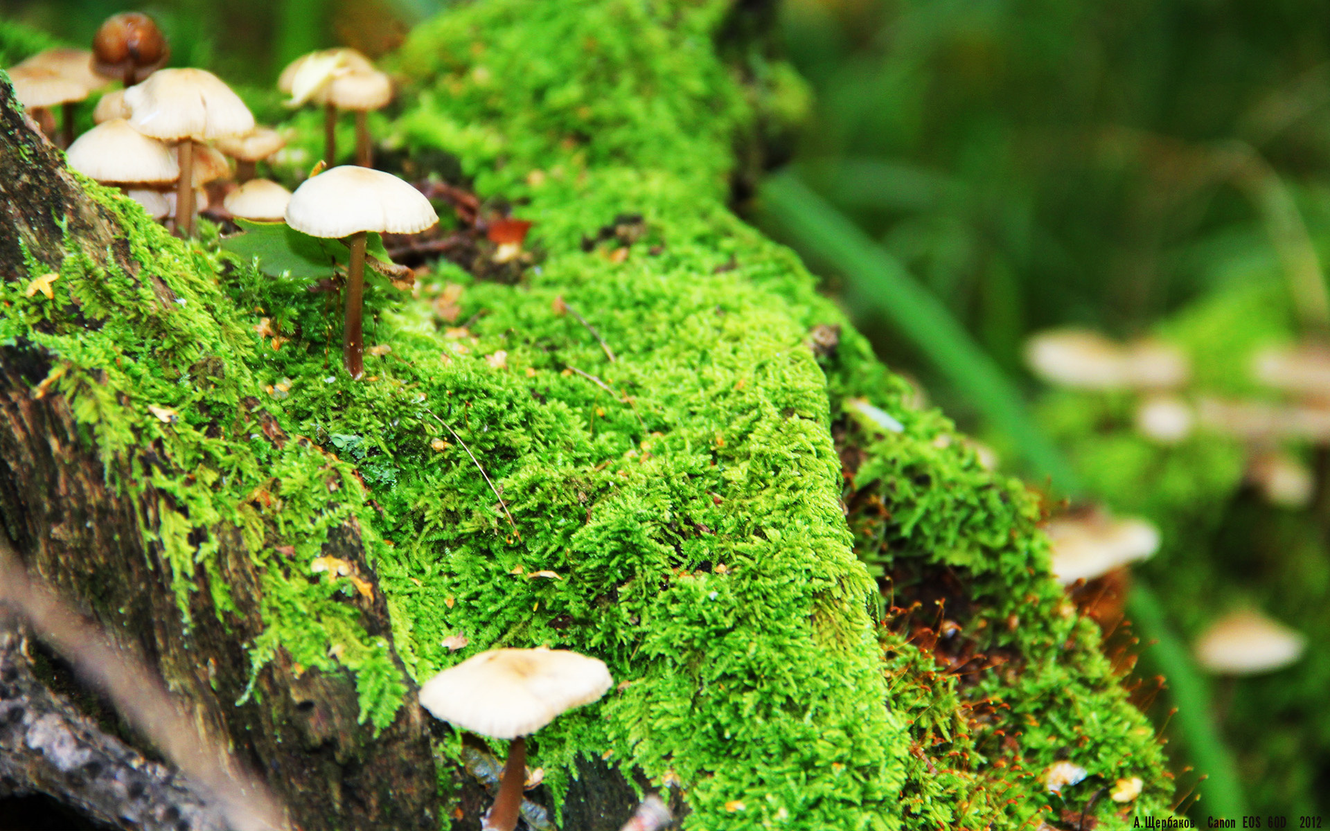 法甲炽热战鼓:点燃全场的激情火焰,炽热战争