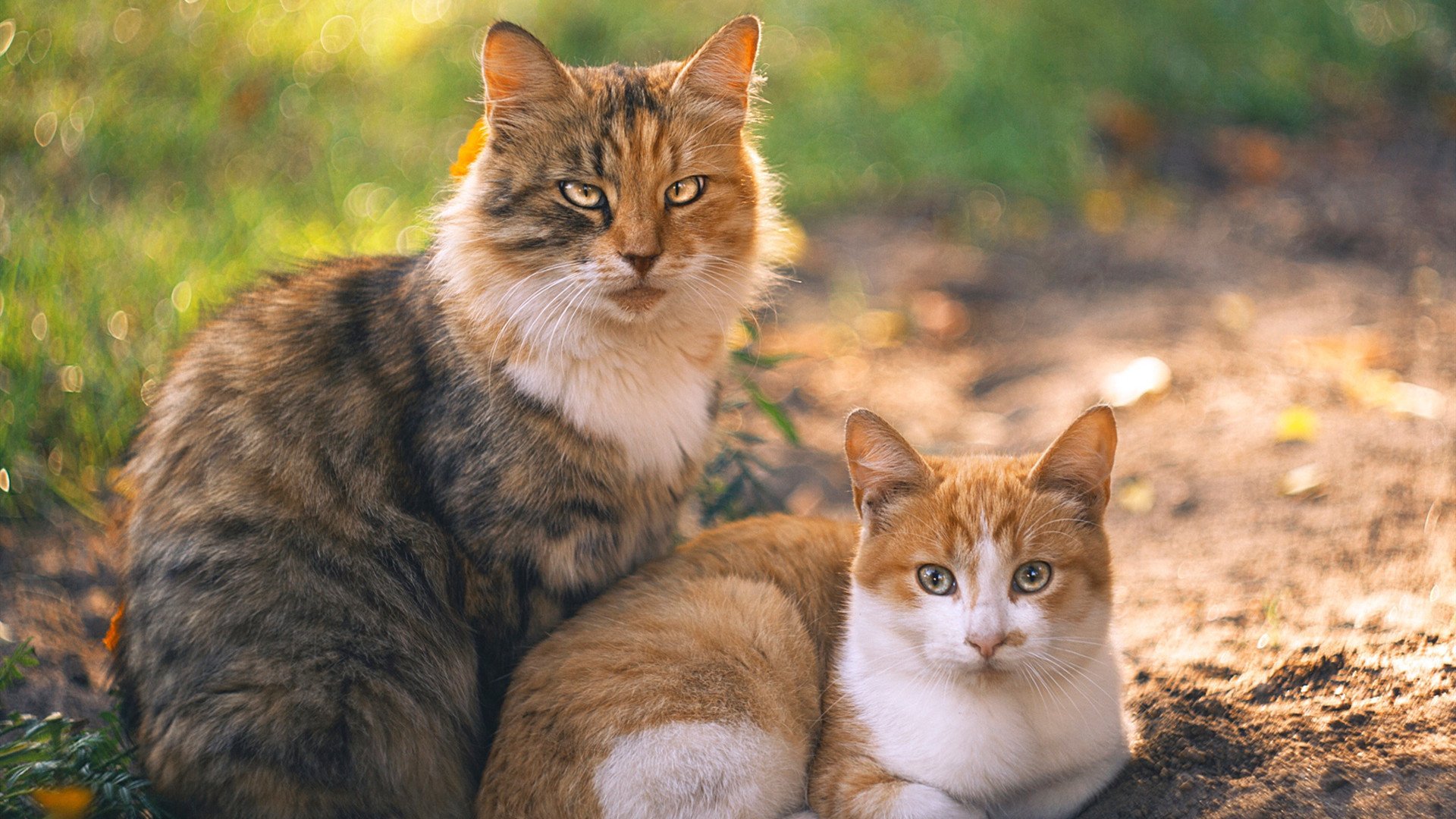 篮球国家队集训安排透明化每日训练内容对外开放展示，国家篮球集训名单公布