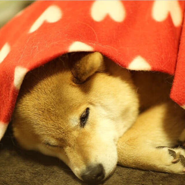 九游登录入口-青海男篮在国际友谊赛中表现抢眼，迎头赶上世界强队